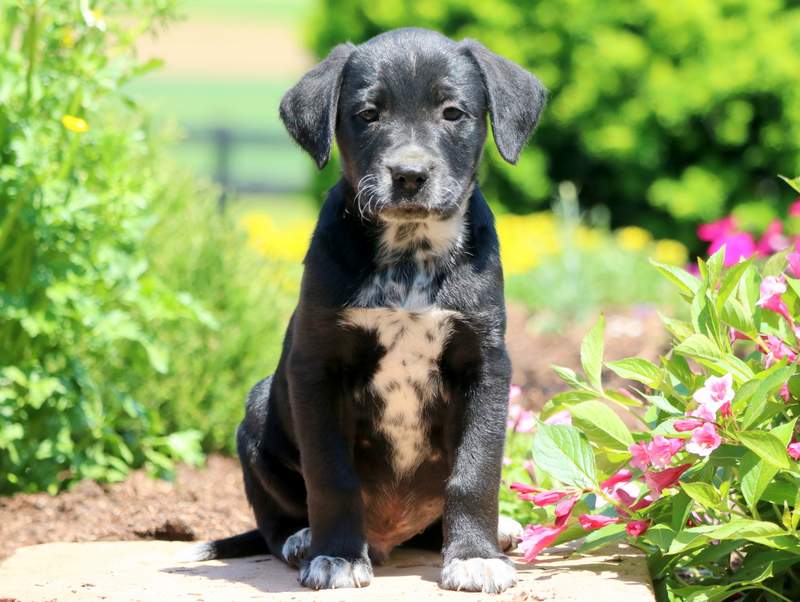 lab retriever cross puppies for sale