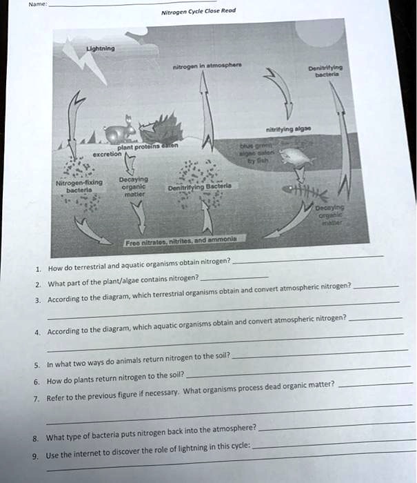 nitrogen cycle close read answers