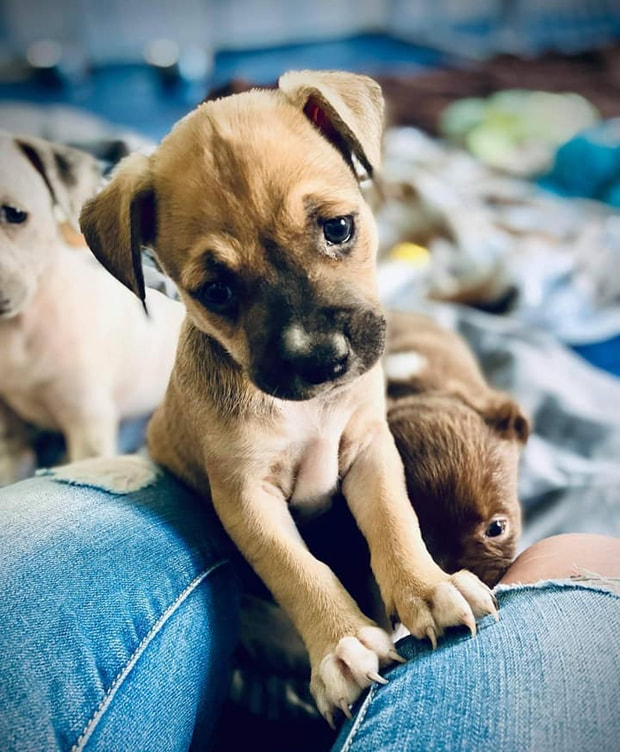 free puppies near me now