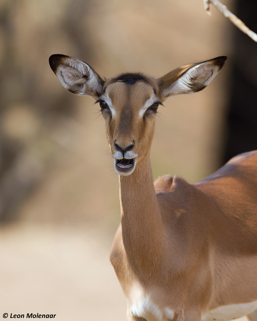 prettyimpala