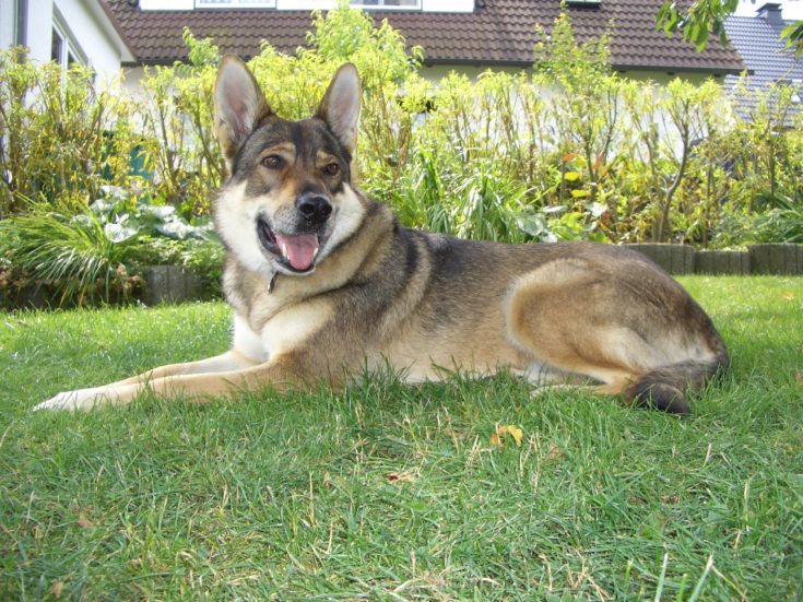 german shepherd cross malamute