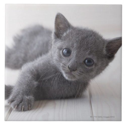 russian blue cat kitten