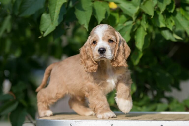 american cocker spaniel puppies for sale