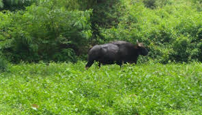 bison valley view point