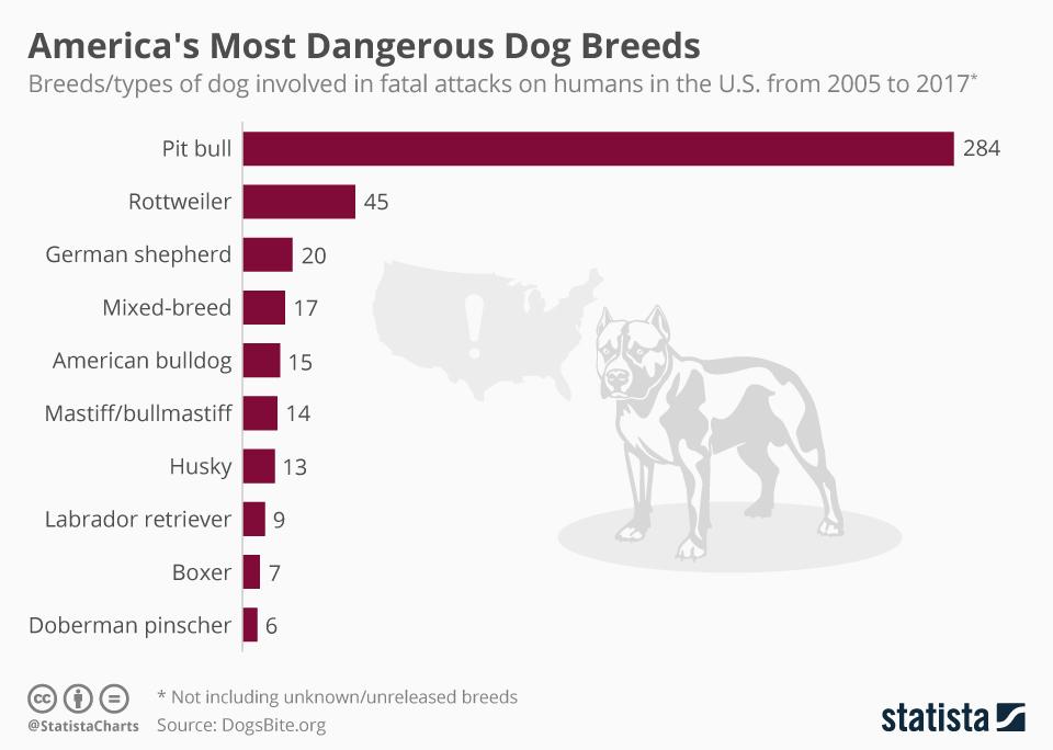 pit bull attack statistics 2018