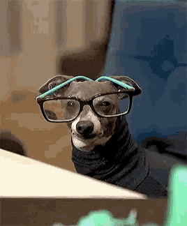 dog with glasses meme