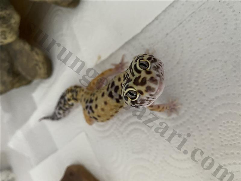 gecko leopard fiyat