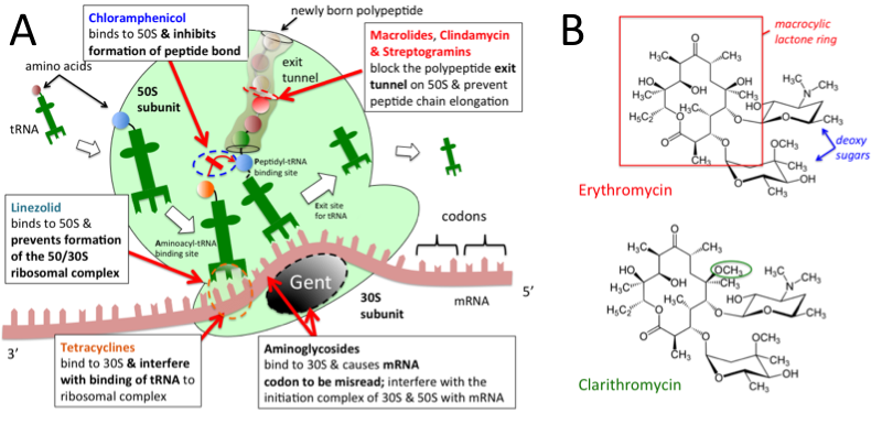 50s ribosomal subunit