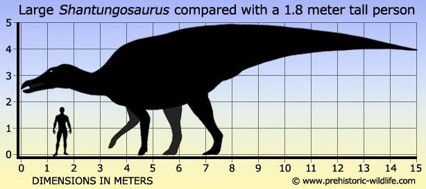 shantungosaurus vs t rex size