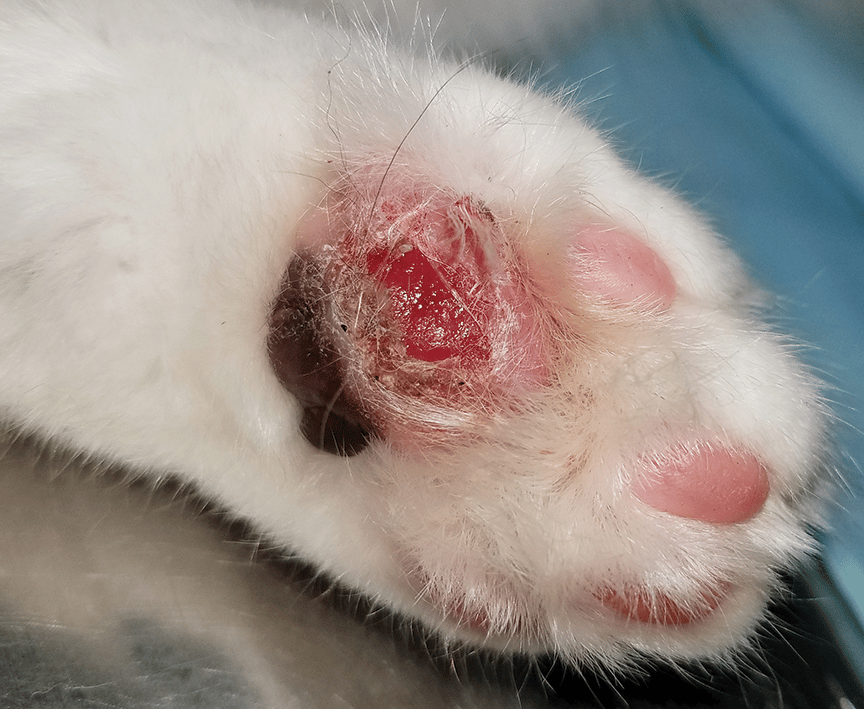 feline pillow foot