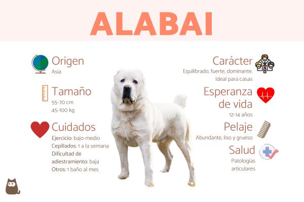 perro alabai precio