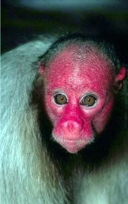 ugly monkey pictures