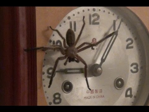 clock spider urban legend