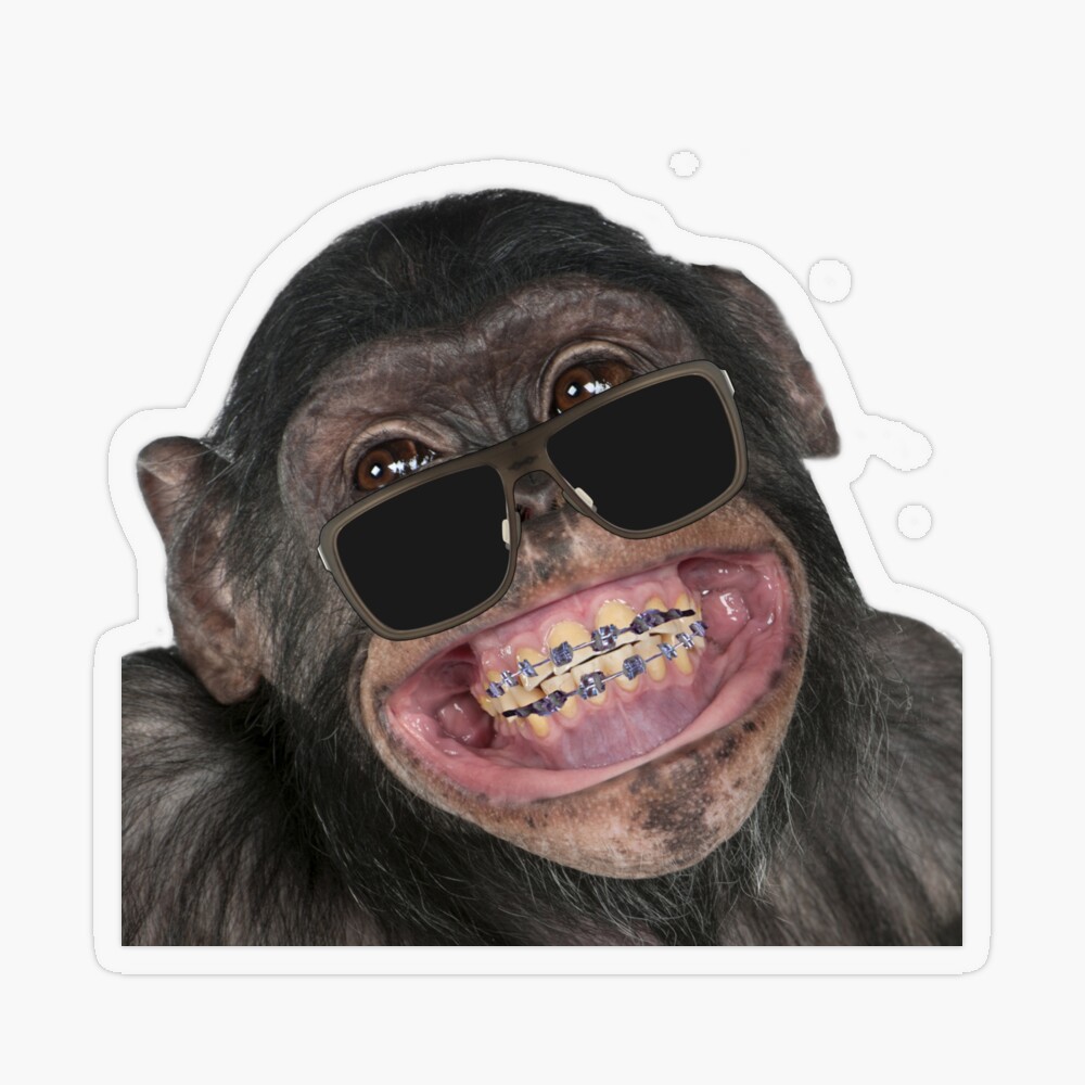 funny monkey images
