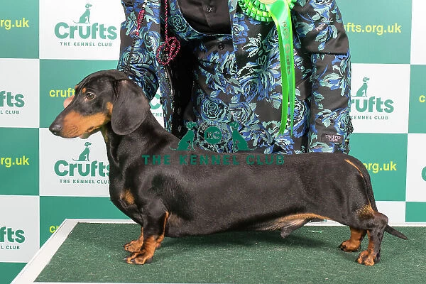 dachshund kennel club