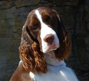 english springer spaniel puppies ontario