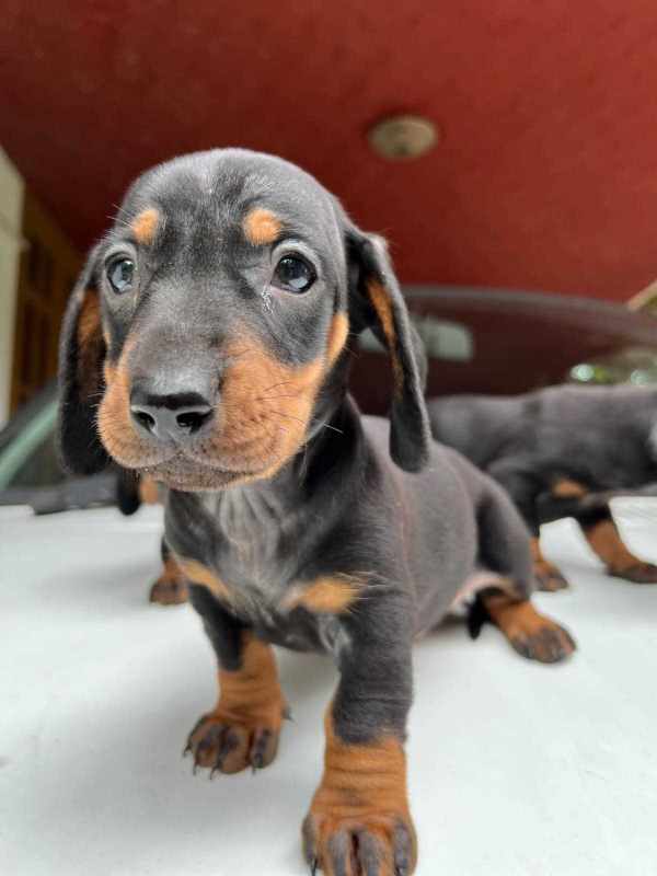 dachshund dog price in punjab