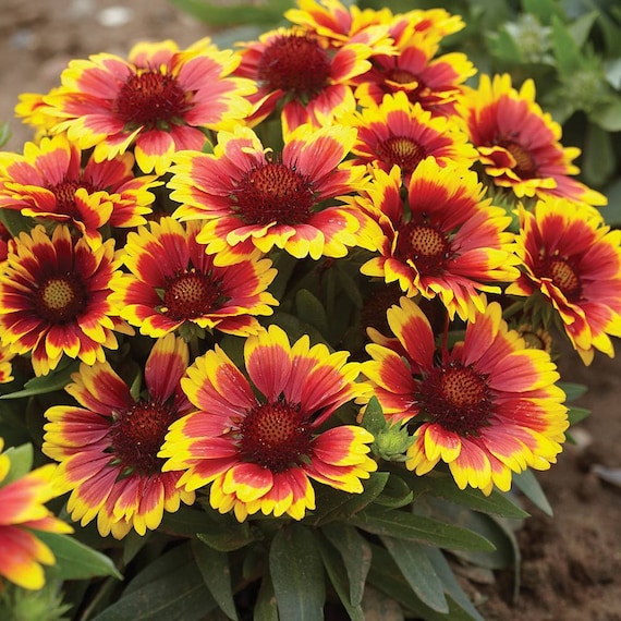 gaillardia flower seeds