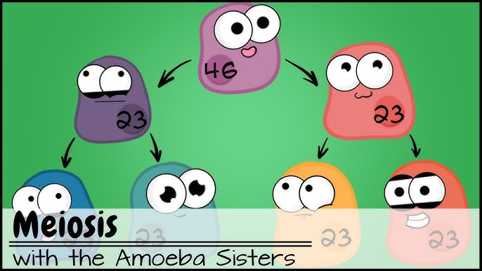 amoeba sisters mitosis