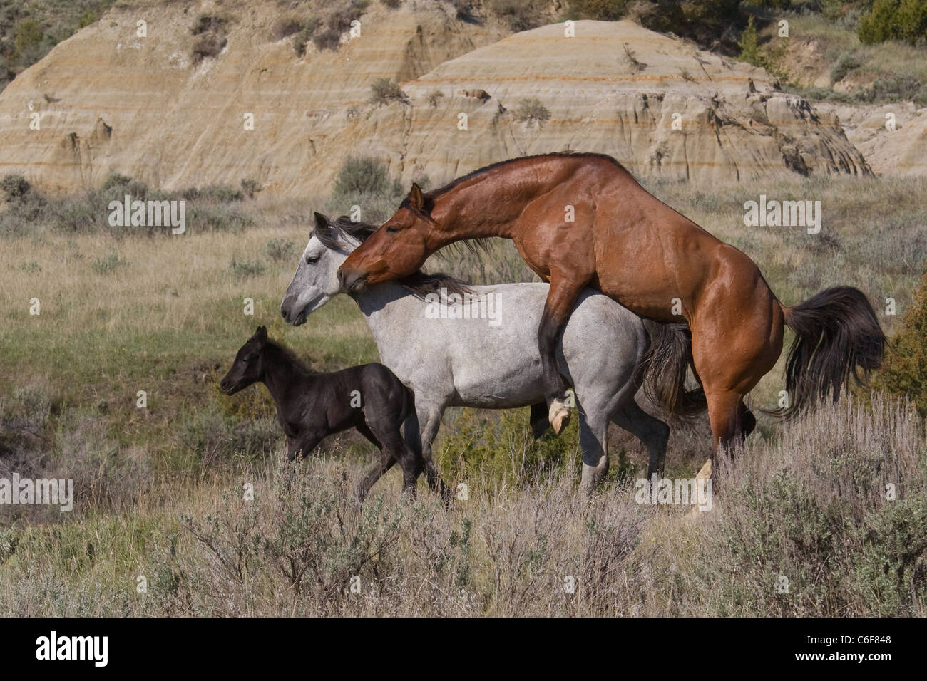 show horses mating