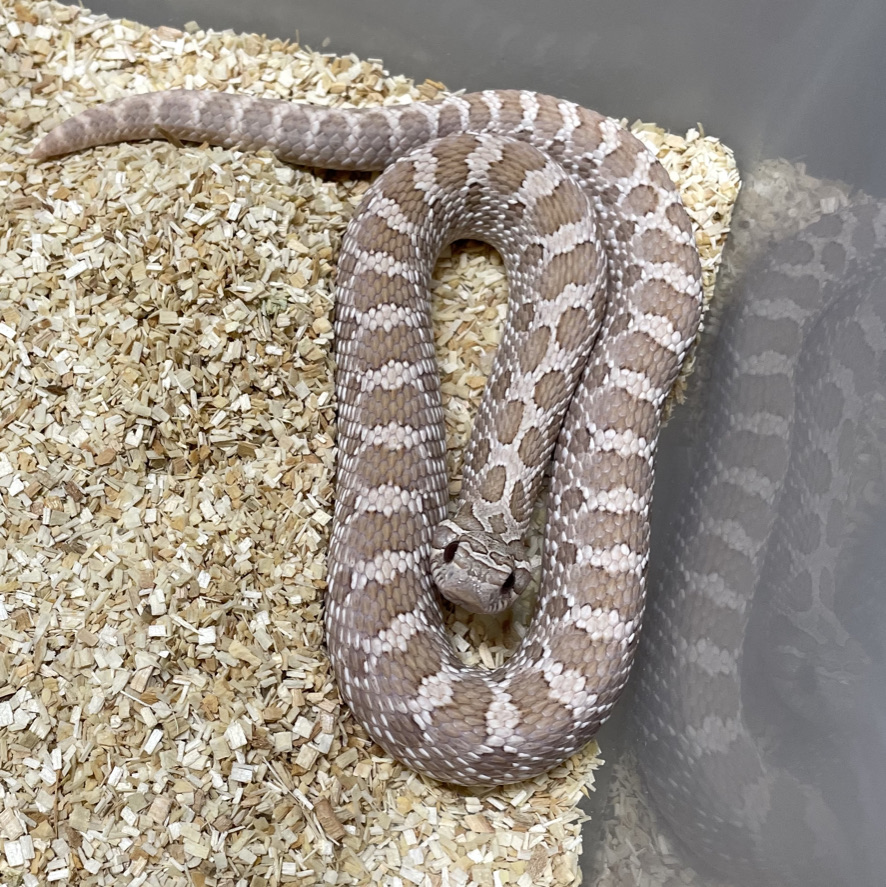 lavender hognose snake