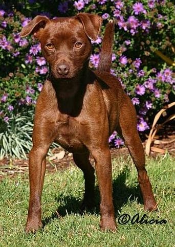 patterdale terrier brown