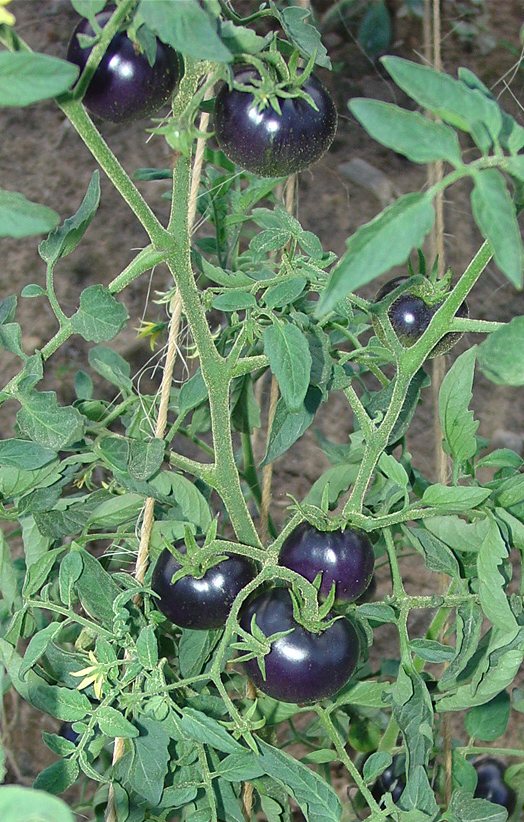 blue-tomato