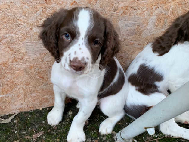 english springer spaniel puppies for sale uk