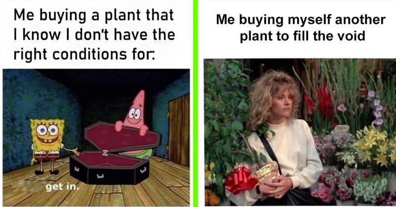 plant memes