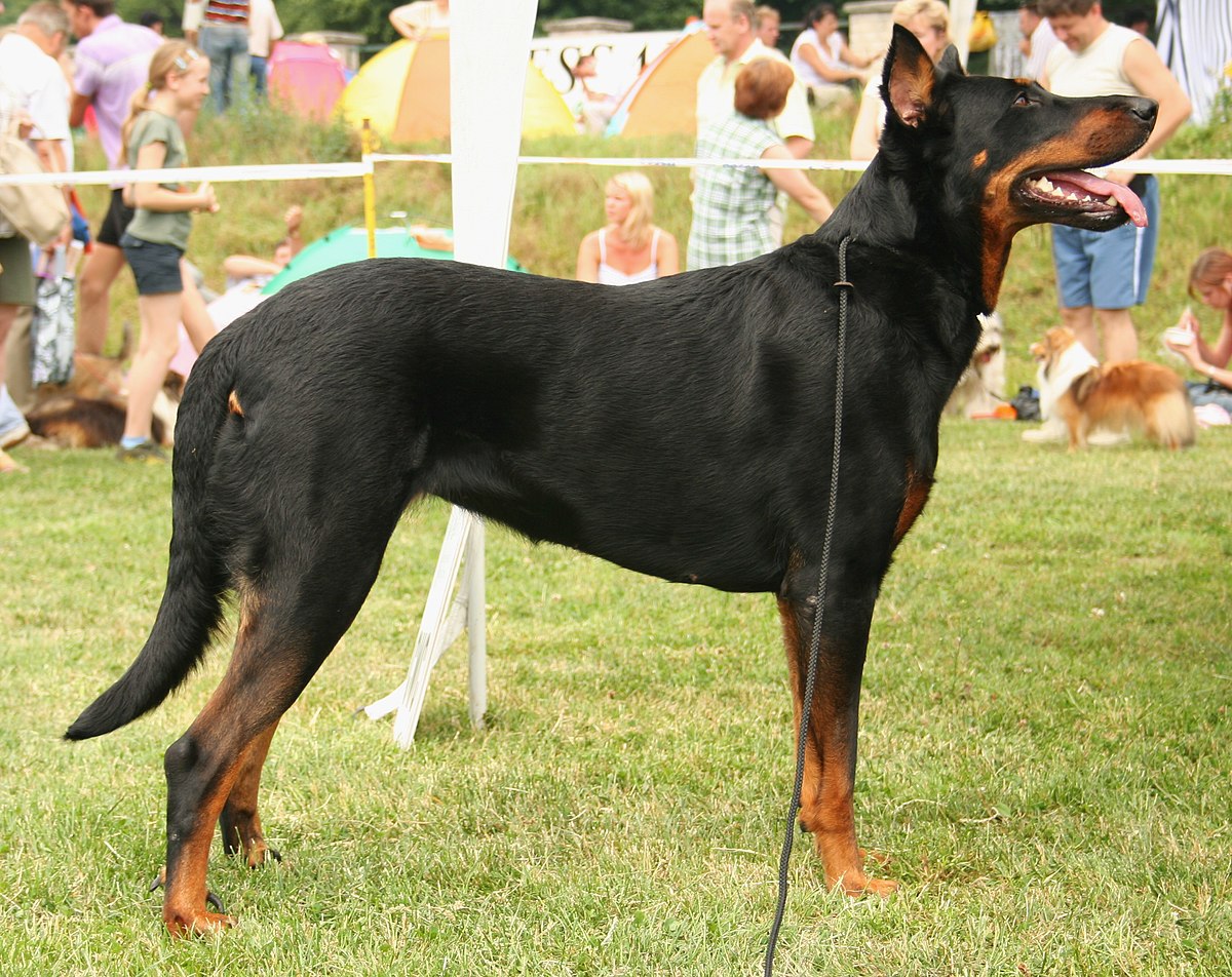 beauceron pronunciation