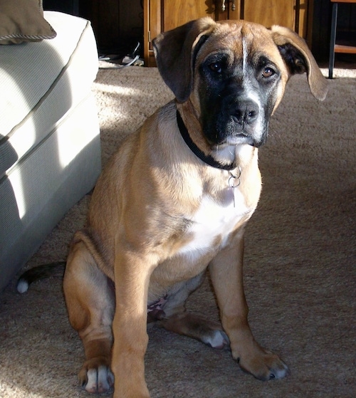 boxer mix german shepherd