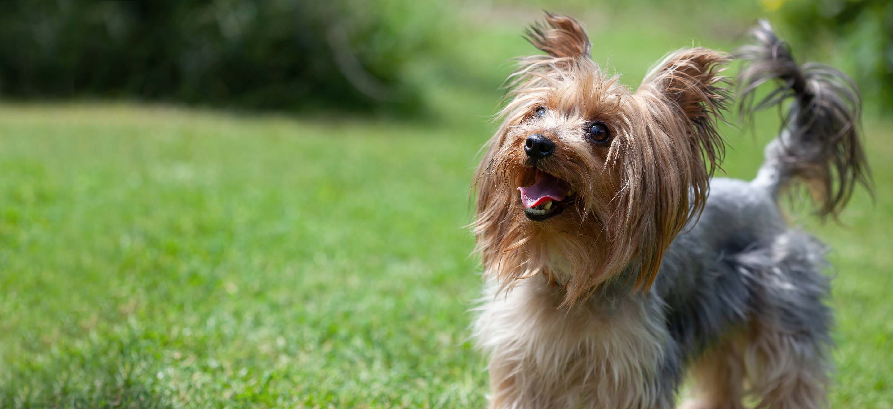 yorkshire terriers for sale