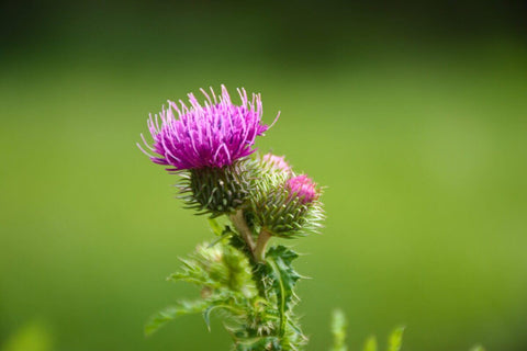 milk thistle zararları