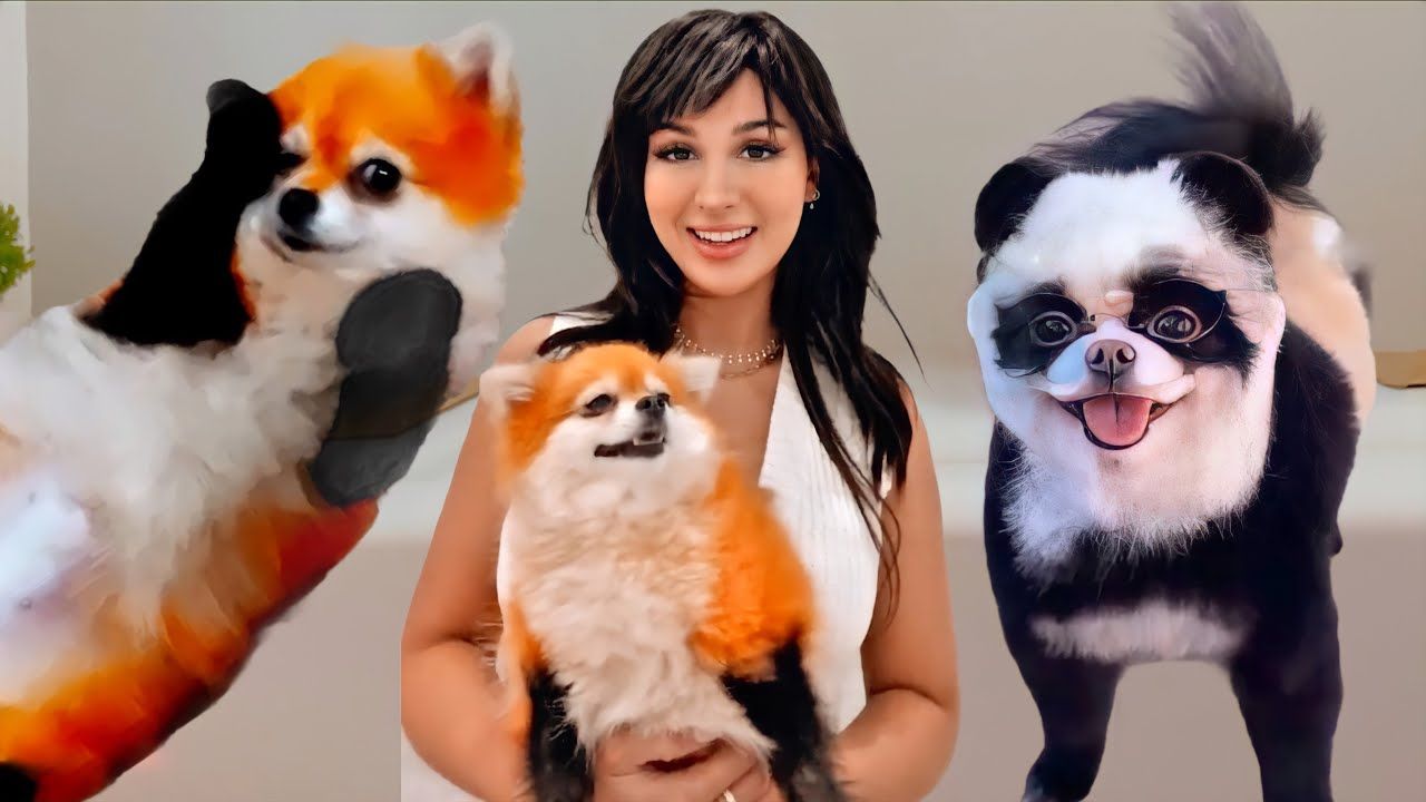 sssniperwolf dog