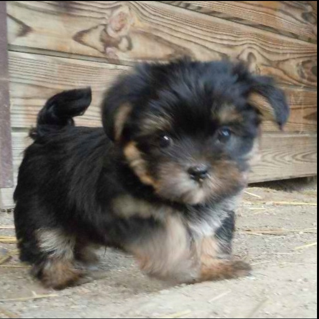 lhasa apso and yorkshire terrier cross