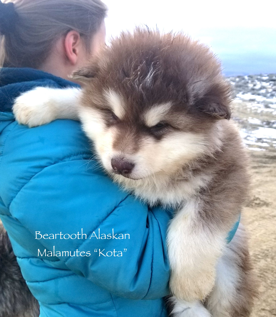 alaskan malamutes for sale