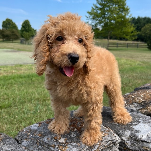 miniature labradoodle for sale