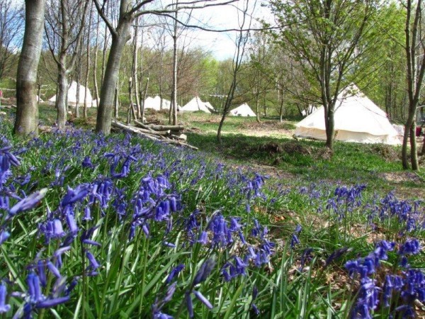 eco camp uk beech estate woodland campsite