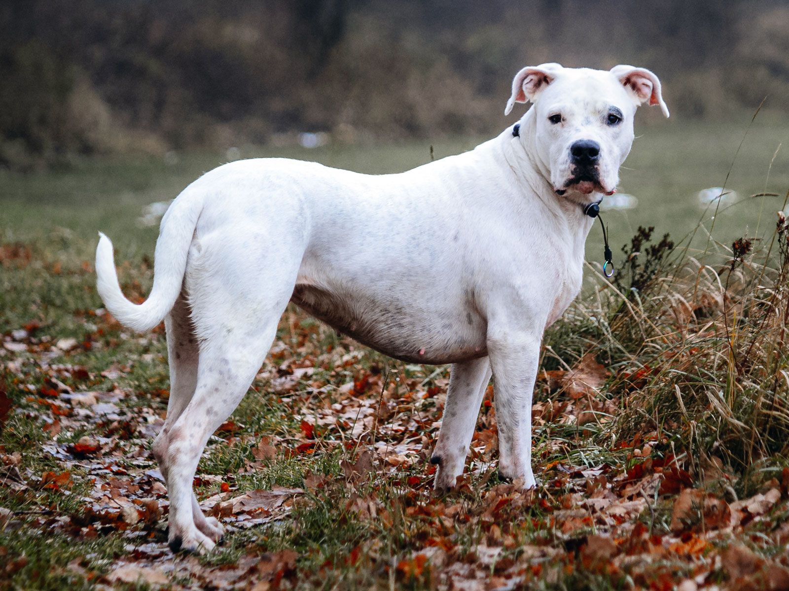 imágenes del dogo argentino