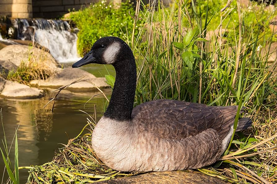 canada goose amazon