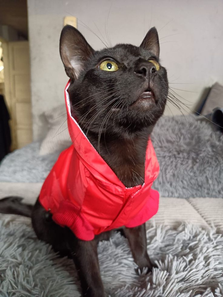 gato negro ropa