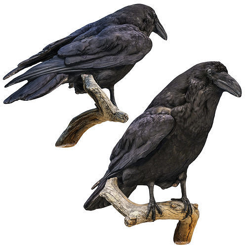 3d model raven