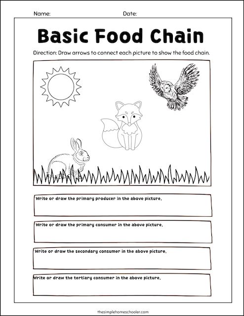food chain worksheet
