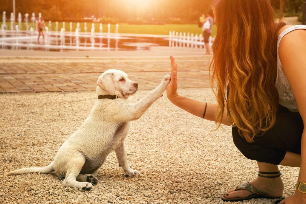 cuidador de perros empleo