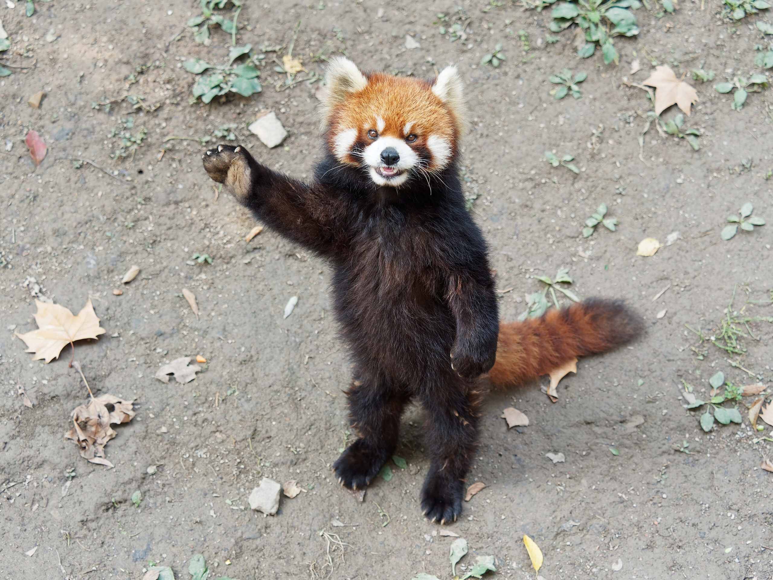 red panda trying to be scary