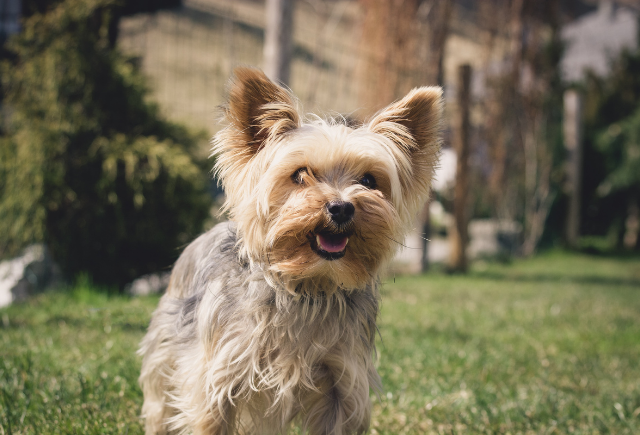 yorkshire terrier for sale