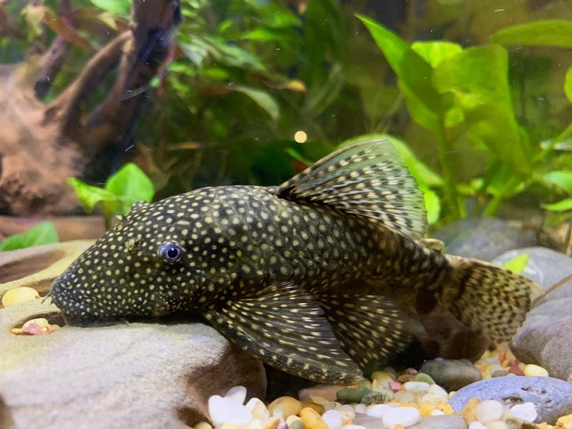 lifespan of pleco