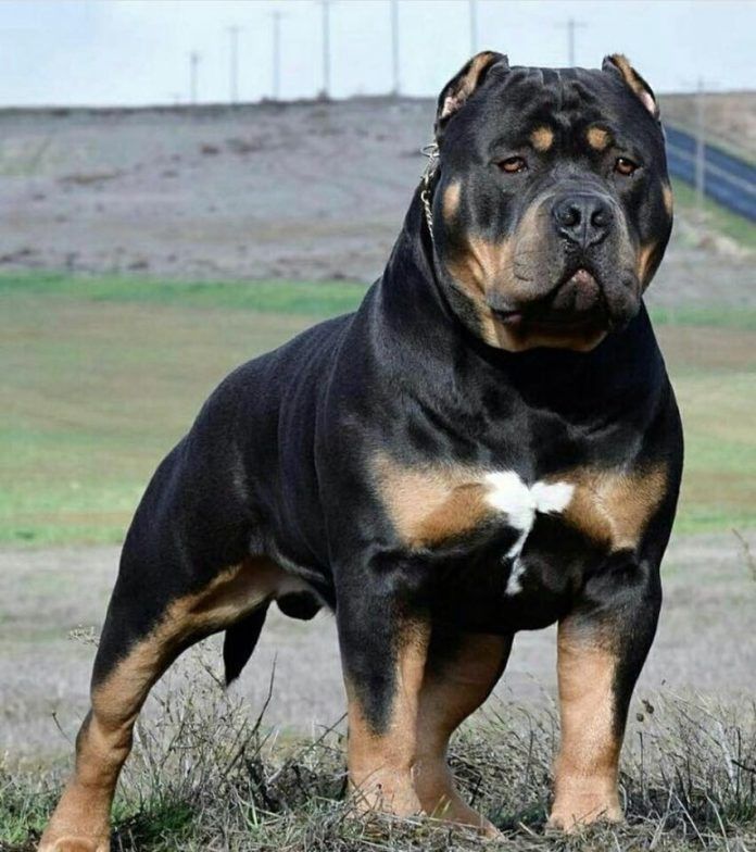 pitbull rottweiler mix breed