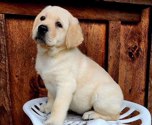 labrador retriever for sale