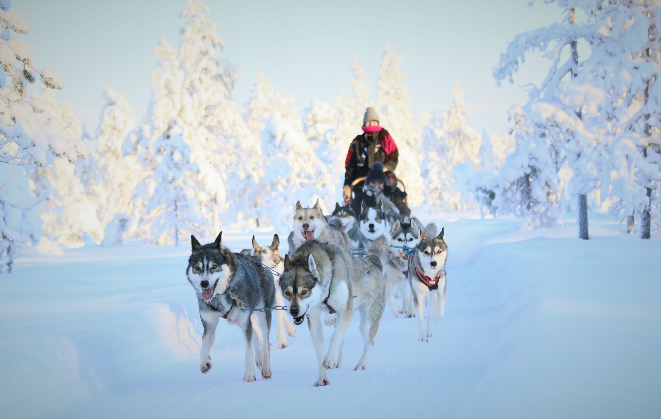 arctic circle husky park